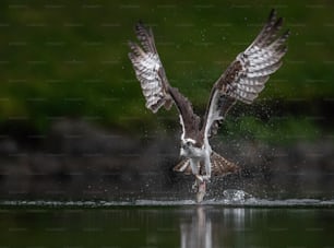 An osprey in Southern Florida