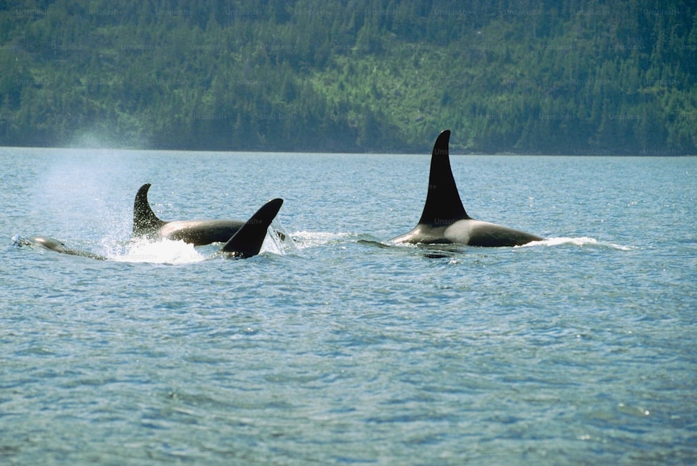 Un par de orcas nadando en un cuerpo de agua