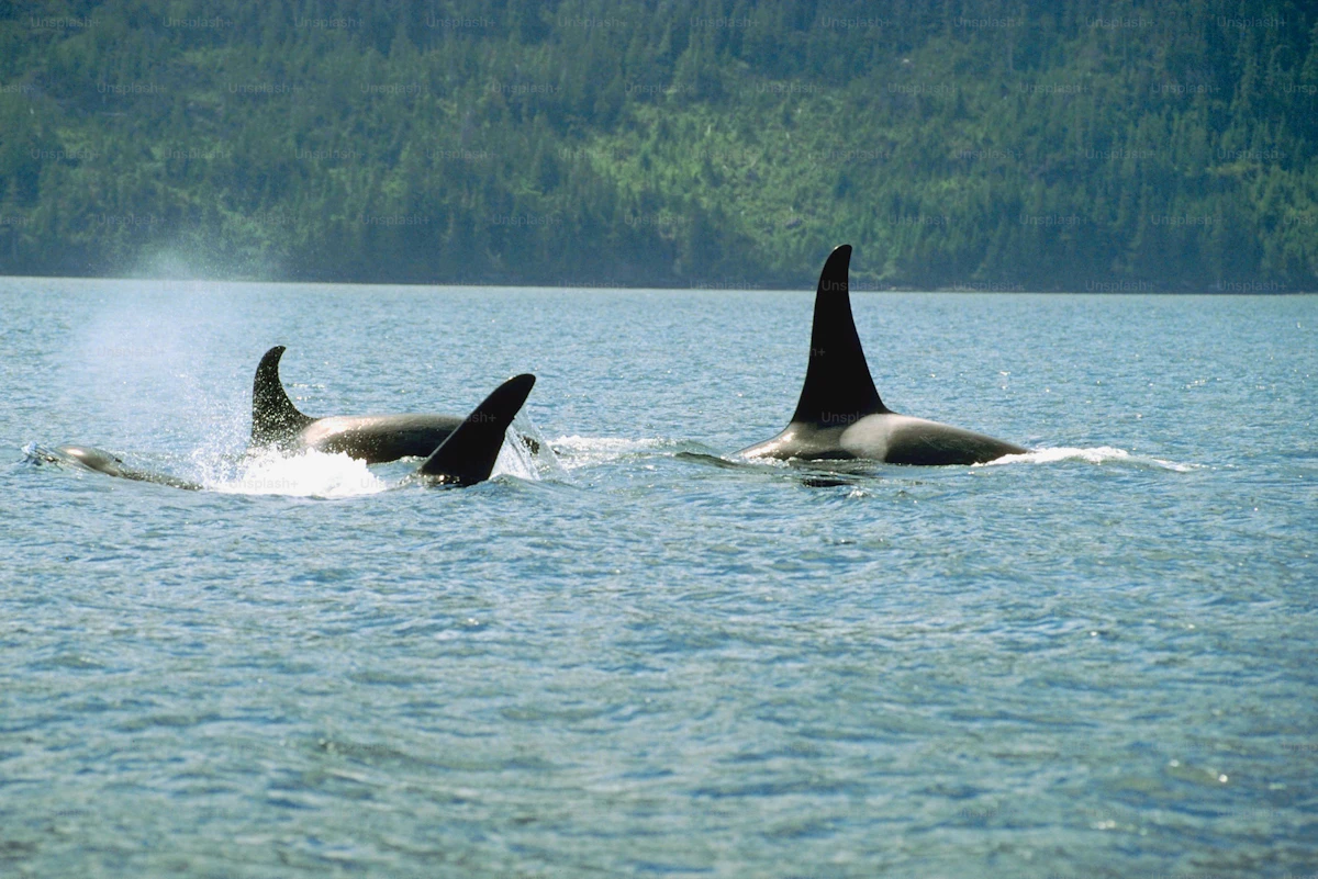 Orcas swimming in the Salish Sea
