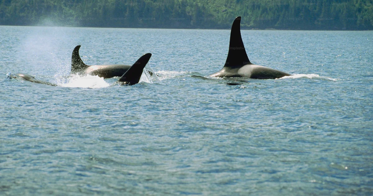 A couple of orca's swimming in a body of water photo – Killer whale ...