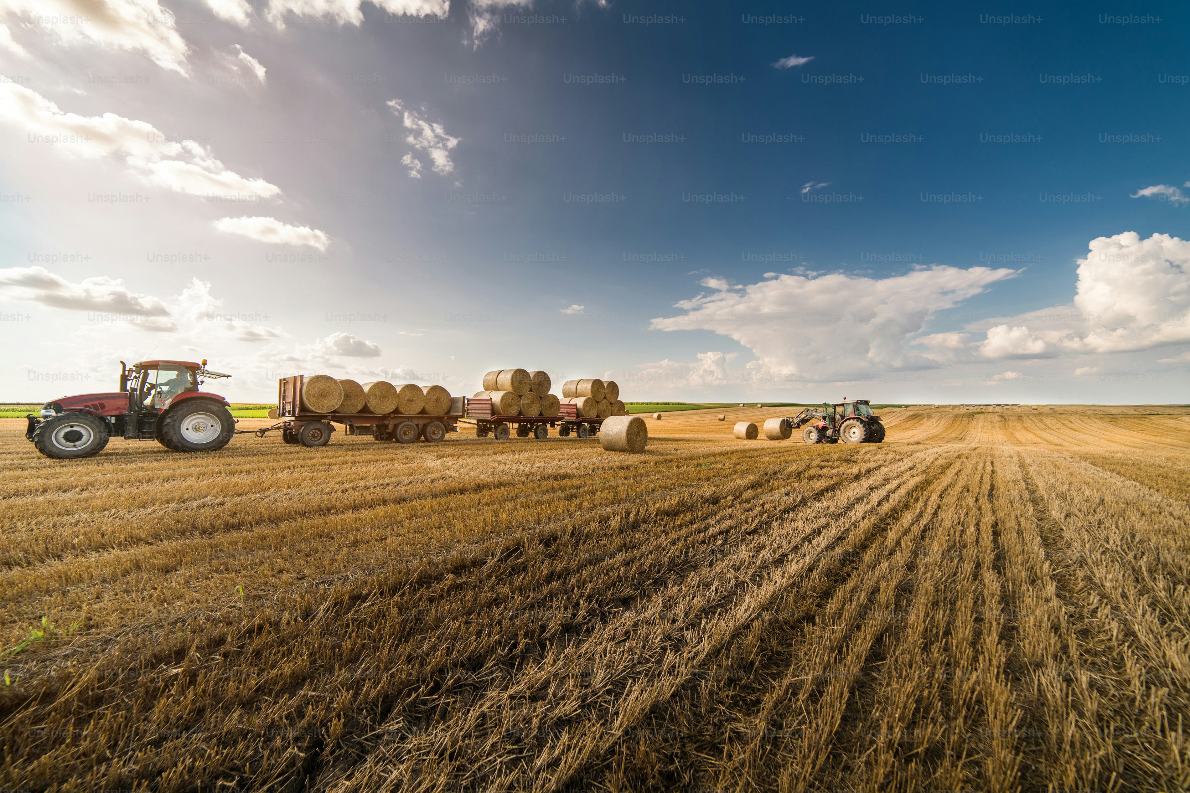 Agriculture straw wagon in farm field