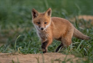 ニュージャージー州のアカギツネ