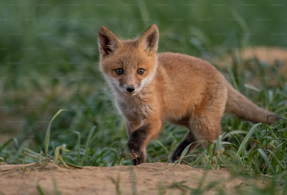 A red fox in New Jersey