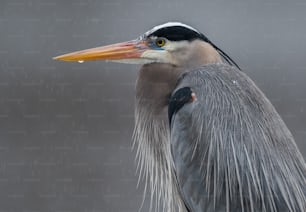 A great blue heron portrait.