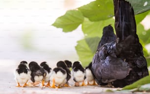 Hen with baby chickens hiding under its wings, birds on the yard