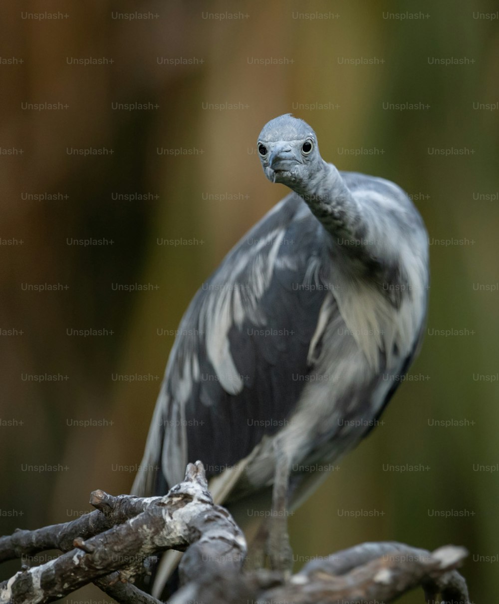 A little blue heron in St Augustine Florida