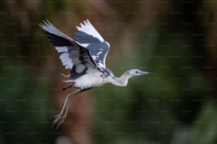 A little blue heron in St Augustine Florida