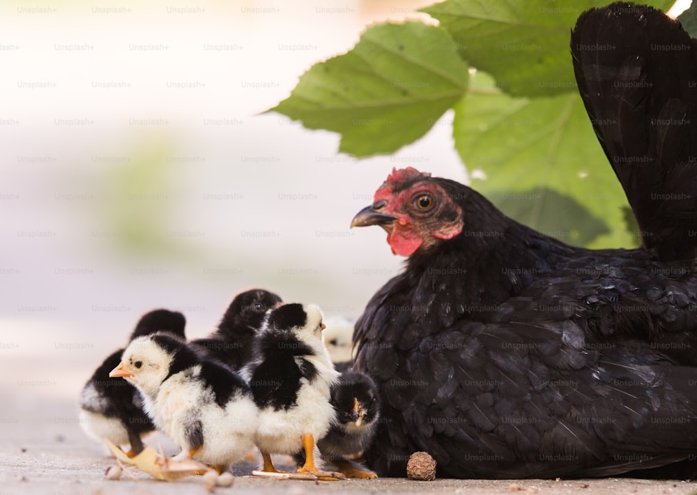 Hen with baby chickens hiding under its wings, birds on the yard