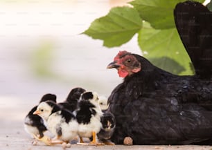 Hen with baby chickens hiding under its wings, birds on the yard