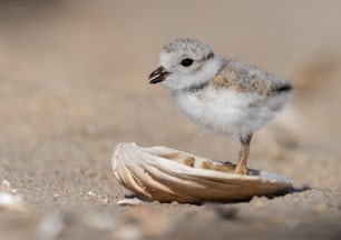 An endangered piping plover on the beach.