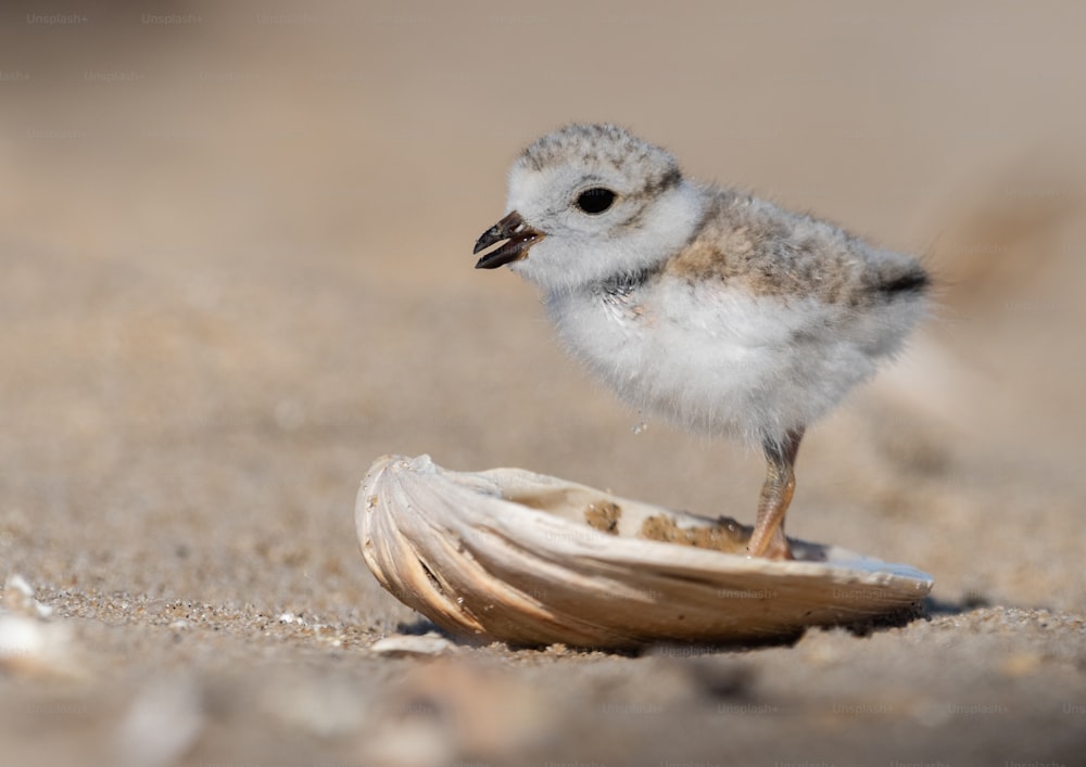 An endangered piping plover on the beach.
