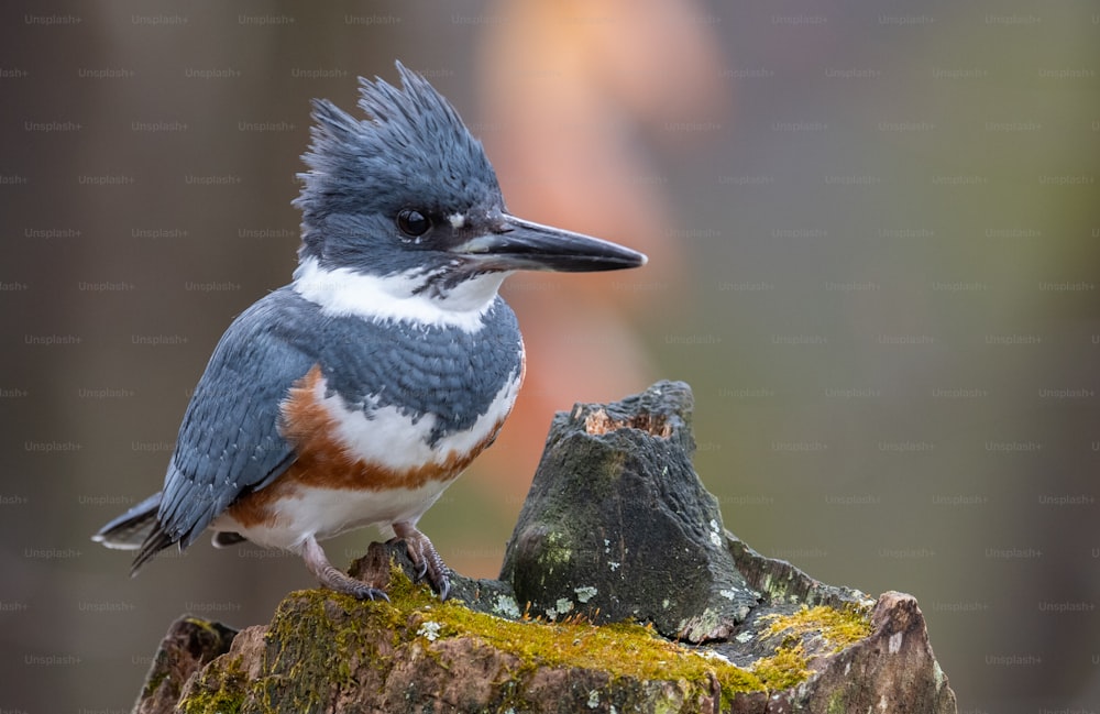 Um Kingfisher cintado na Pensilvânia