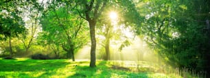 Green forest background with morning sunrise in spring season. Nature landscape.