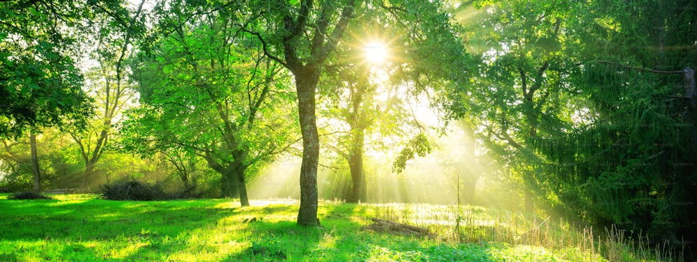 Fond de forêt verte avec lever du soleil le matin au printemps. Paysage de la nature.