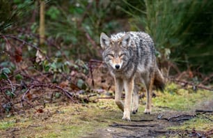 A coyote in British Columbia, Canada.