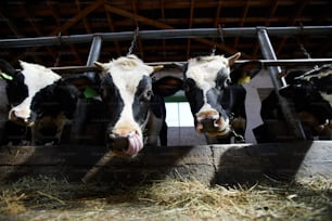Retrato de ángulo bajo de dos vacas mirando a la cámara mientras comen heno en el establo de la granja lechera iluminado por la luz del sol
