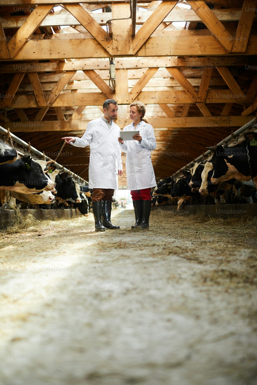 Retrato de cuerpo entero de dos trabajadores agrícolas modernos con batas de laboratorio que caminan por la fila de vacas en el cobertizo inspeccionando el ganado, espacio de copia