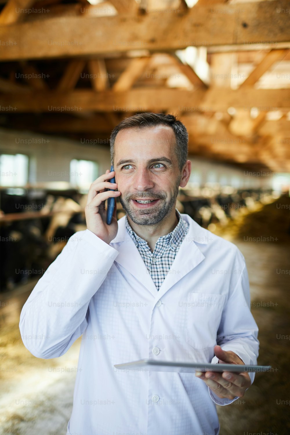 Ritratto dalla vita di un lavoratore agricolo maturo che parla al telefono in piedi nella stalla delle mucche mentre lavora in una moderna azienda lattiero-casearia