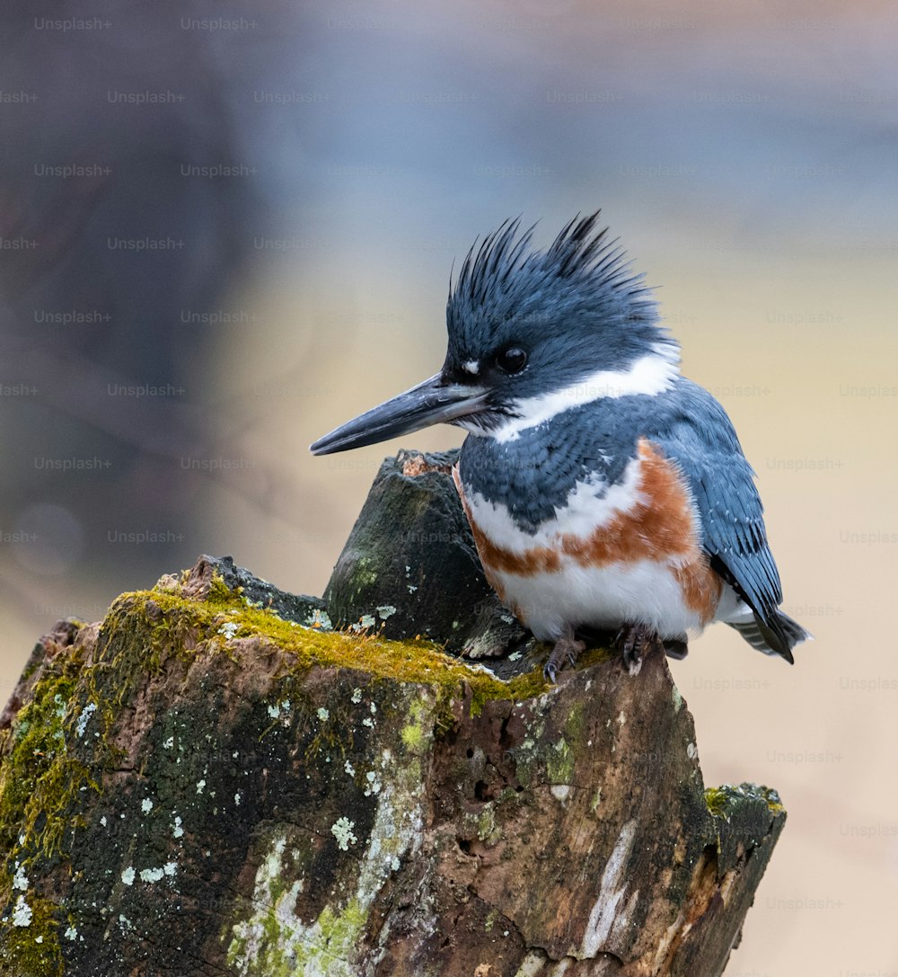 Um Kingfisher cintado na Pensilvânia