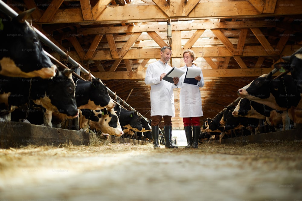 Retrato de corpo inteiro de dois trabalhadores agrícolas modernos vestindo jalecos de laboratório andando por fileira de vacas no galpão e segurando pranchetas inspecionando o gado, espaço de cópia