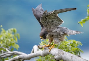 Un falco pellegrino nel New Jersey