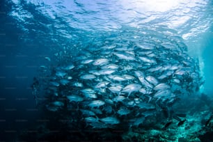 A School of Fish in Sipadan Island in Malaysia