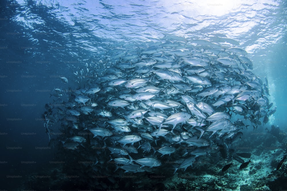 Ein Fischschwarm auf der Insel Sipadan in Malaysia