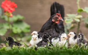 Hen with baby chickens