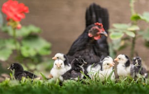 Gallina con pollitos