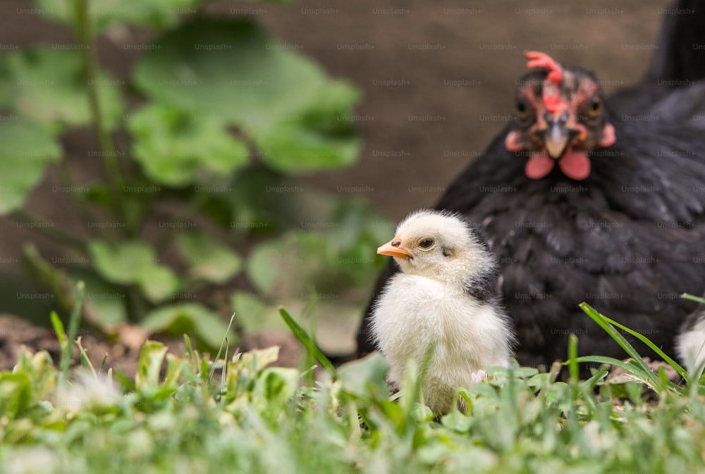 Hen with baby chickens