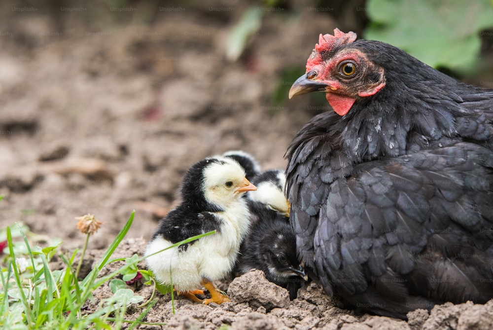 Hen with baby chickens