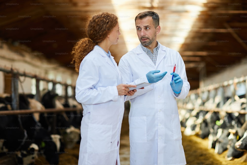 Retrato de cintura para arriba de dos veterinarios con batas de laboratorio que trabajan en la granja que administra inyecciones de vacunas a las vacas, espacio de copia