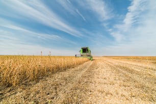 Raccolta dei campi di soia con mietitrebbia