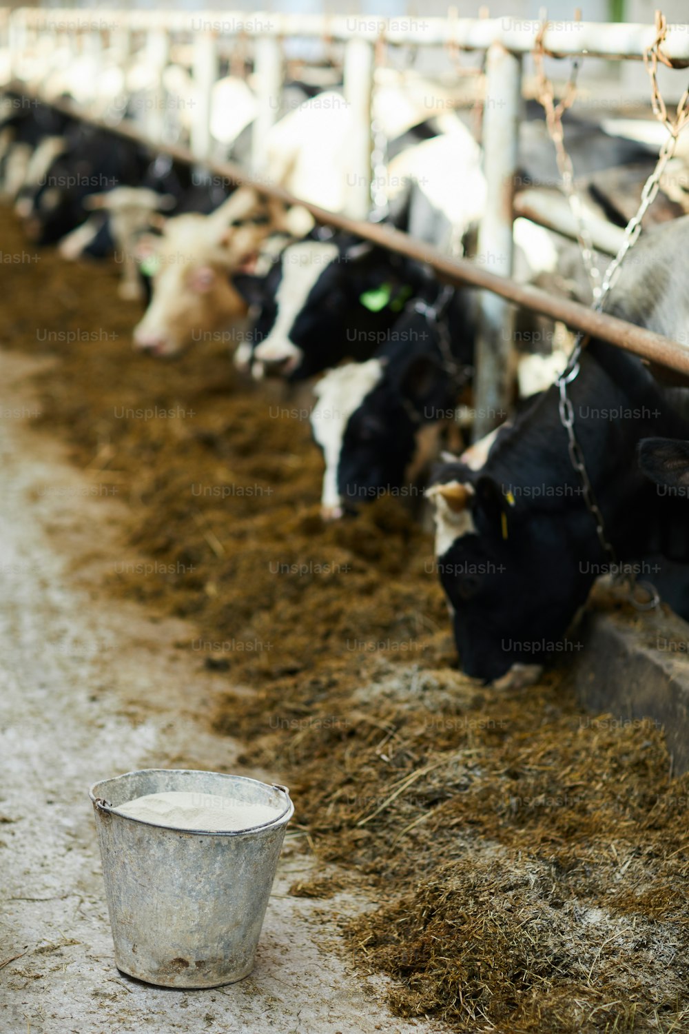 Eimer mit frischer dampfender Milch auf dem Boden des rustikalen Bauernhofs mit Kühen in Reihe, die Heu fressen, Kopierraum