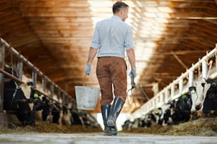 Back view portrait of modern farm worker  holding bucket crossing sunlit cow shed, copy space