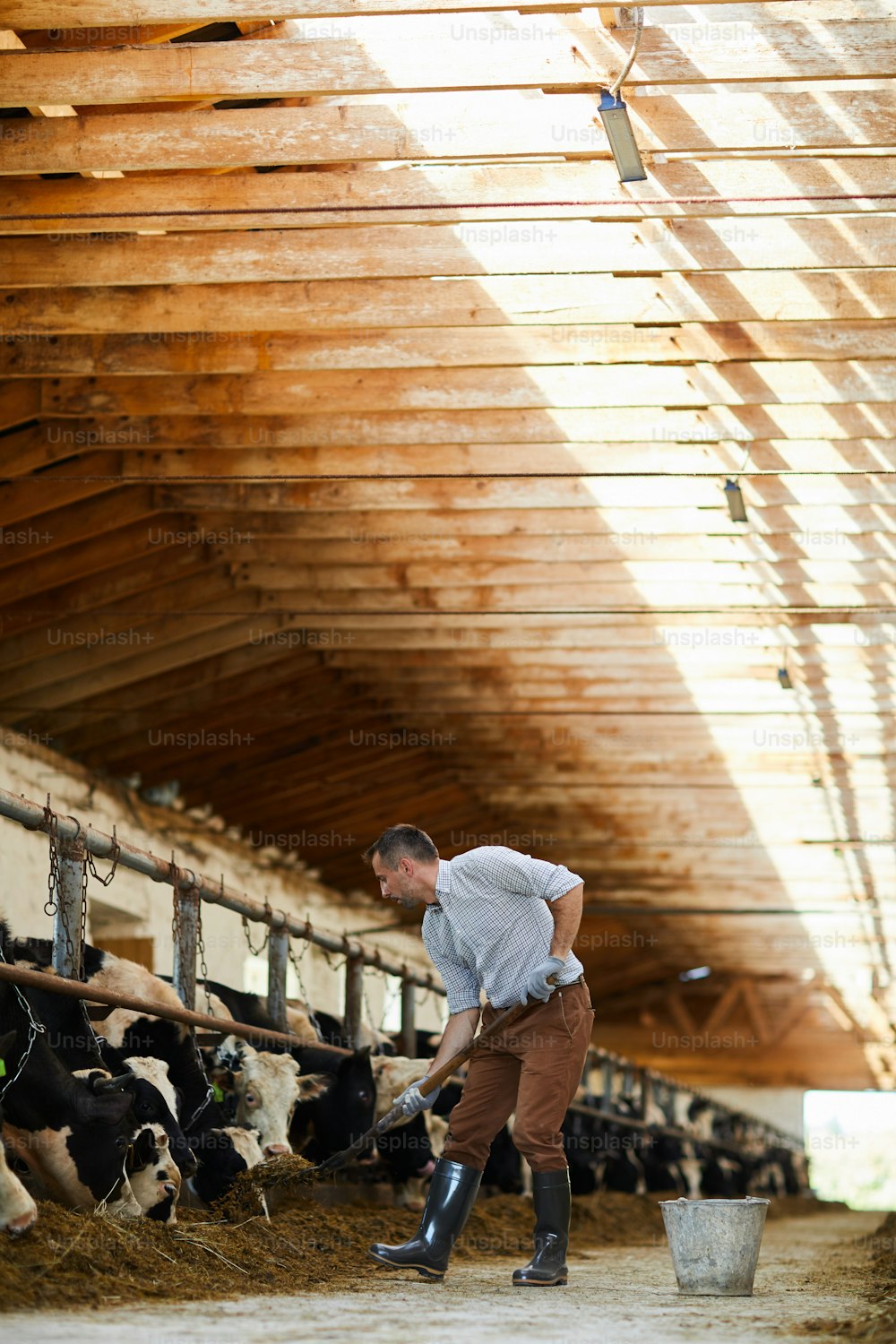 Retrato de cuerpo entero de un trabajador agrícola moderno que limpia en un establo de vacas iluminado por el sol, espacio de copia
