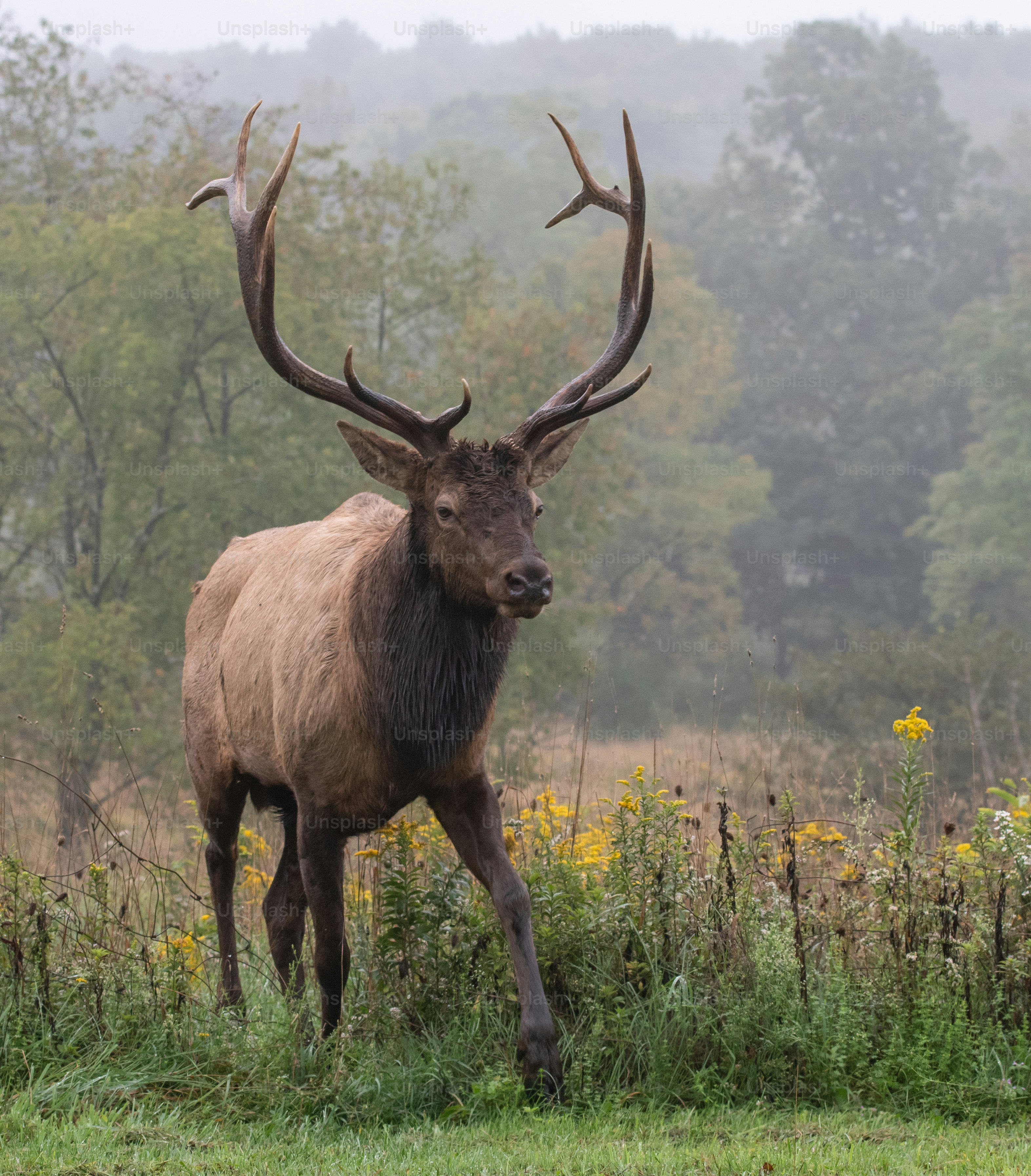 An elk in Pennsylvania photo – Elk Image on Unsplash