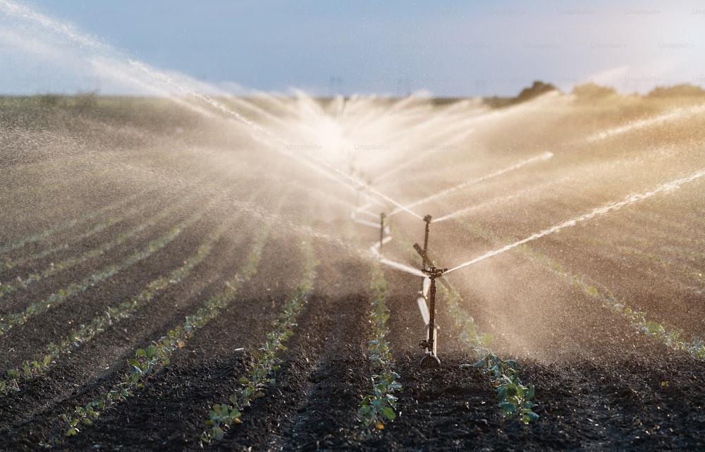 Système d’irrigation en fonction dans le champ