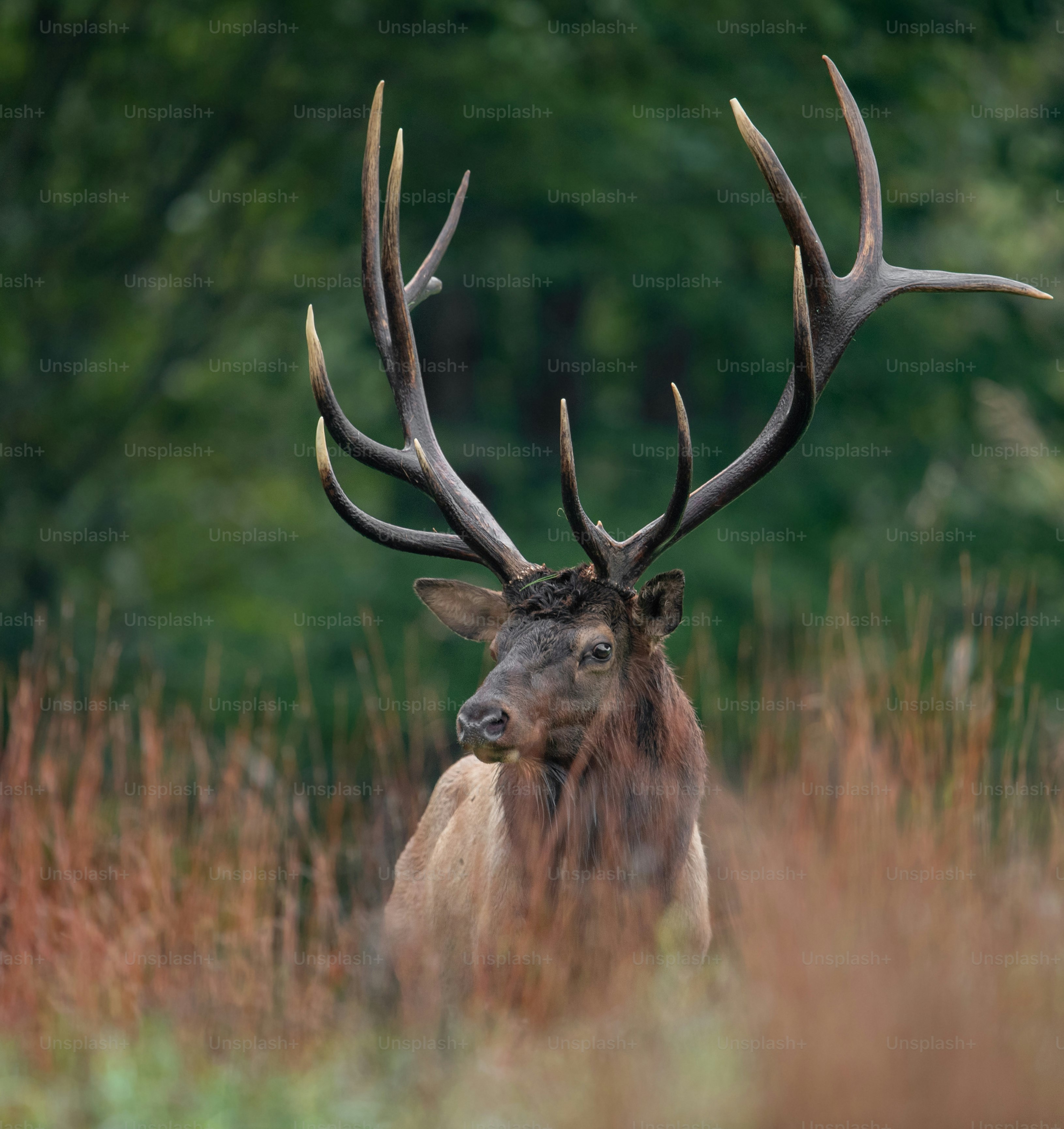 An elk in Pennsylvania photo – Elk Image on Unsplash