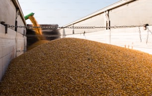 Pouring corn grain into tractor trailer after harvest at field