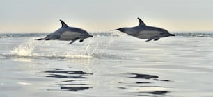 돌고래, 바다에서 수영. 돌고래는 수영하고 물에서 뛰어 내립니다. 대서양의 긴 부리 일반 돌고래 (학명 : Delphinus capensis).