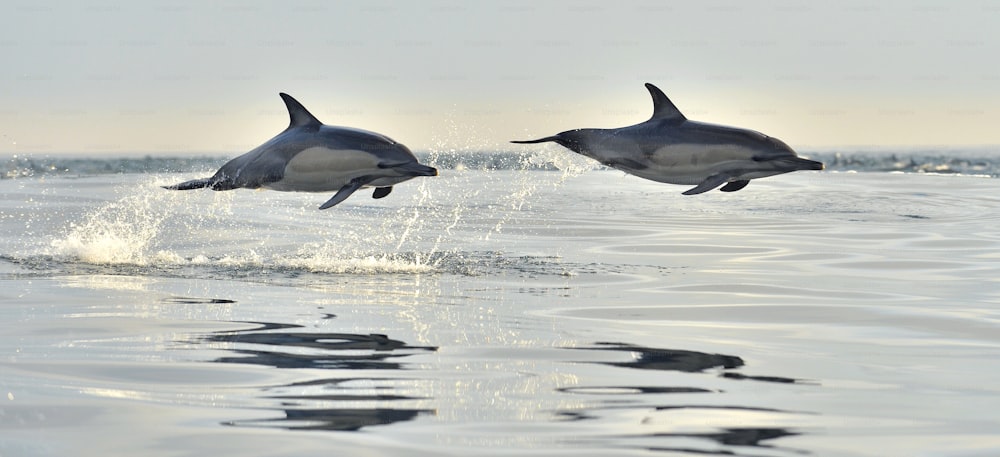 Delfin, schwimmend im Meer. Delfine schwimmen und springen aus dem Wasser. Der Gemeine Delfin mit langem Schnabel (wissenschaftlicher Name: Delphinus capensis) im Atlantischen Ozean.