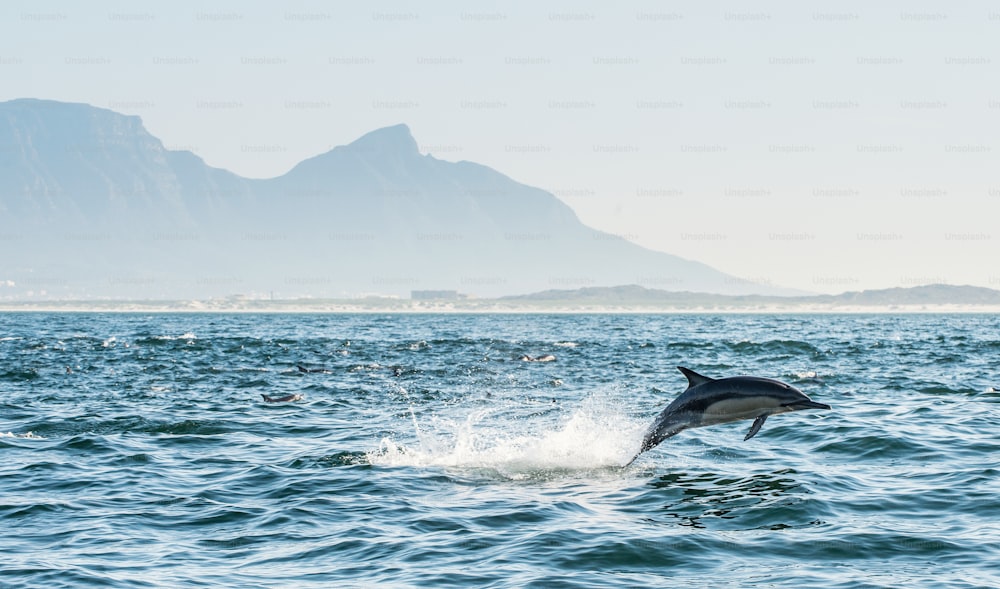 Delfino nell'oceano. I delfini nuotano e saltano fuori dall'acqua. Il delfino comune dal becco lungo. Nome scientifico: Delphinus capensis. Falsa baia. Sud Africa.