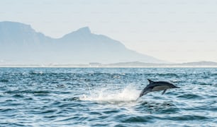 Delfín en el océano. Los delfines nadan y saltan fuera del agua. El delfín común de pico largo. Nombre científico: Delphinus capensis. Bahía Falsa. Sudáfrica.