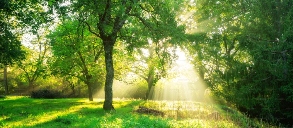 春の季節の朝日と緑の森の背景。自然の風景。
