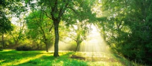 Green forest background with morning sunrise in spring season. Nature landscape.