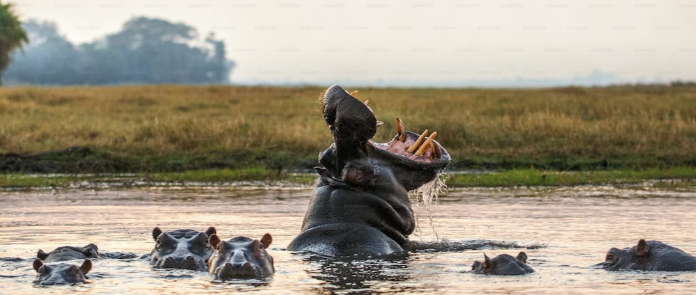 Bostezando hipopótamo común en el agua al atardecer. Hipopótamo común o hipopótamo que muestra amenaza. Nombre científico: Hippopotamus amphibius.  África