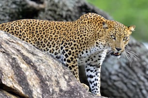 Leopardo rugiendo. Leopardo sobre una piedra. La hembra de leopardo de Sri Lanka (Panthera pardus kotiya).