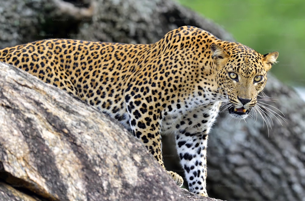 Leopard brüllt. Leopard auf einem Stein. Das Sri-Lanka-Leopardenweibchen (Panthera pardus kotiya).