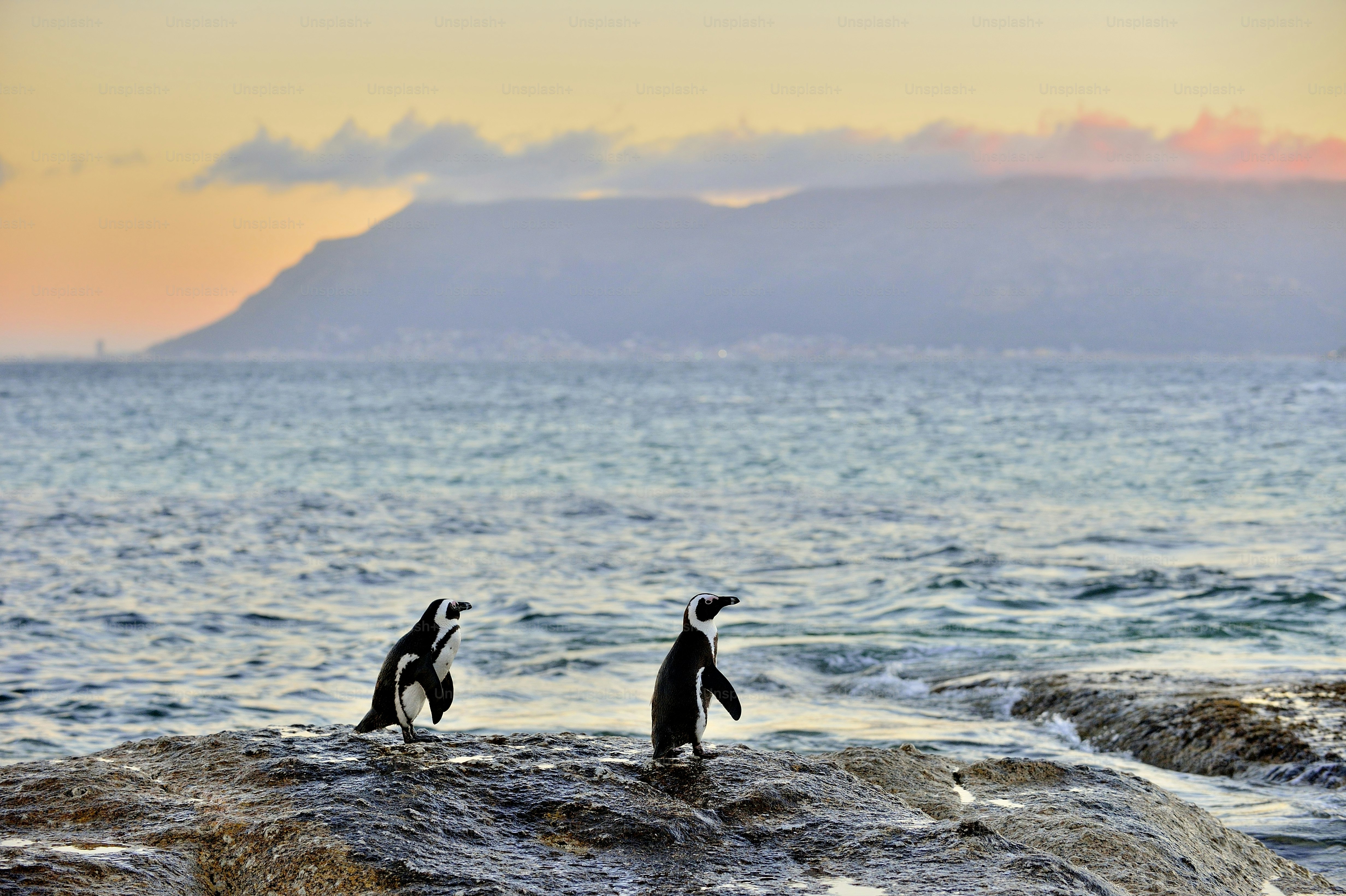 African penguins (spheniscus demersus) The African penguin on the shore in  evening twilight above red sunset sky.